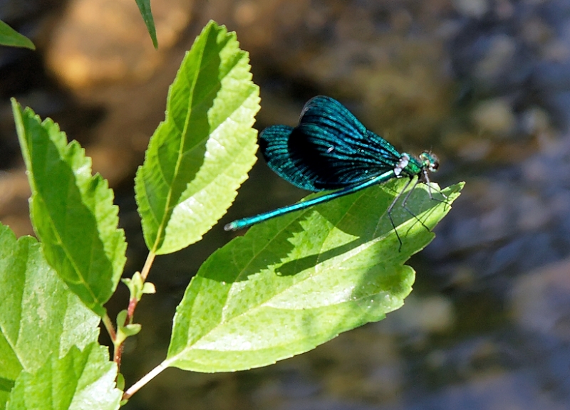 Dragonfly, Corsica France.jpg